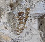 Phacodus punctatus (DIXON 1850) - Bild © FossNet FossilienStore